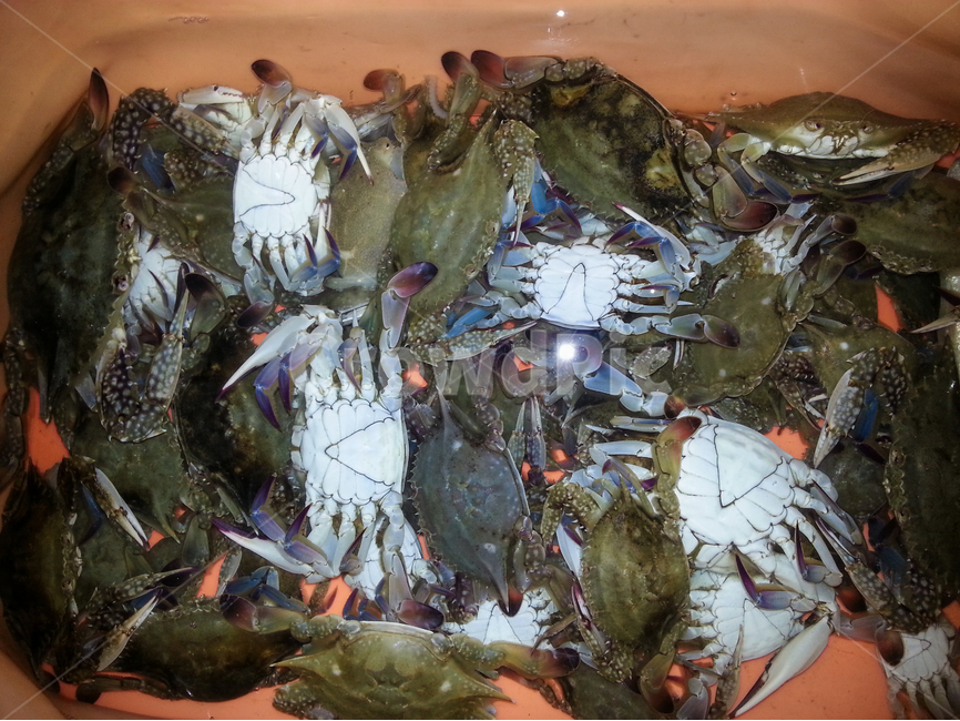 꽃게,게,crab,해산물,바다,갑각류