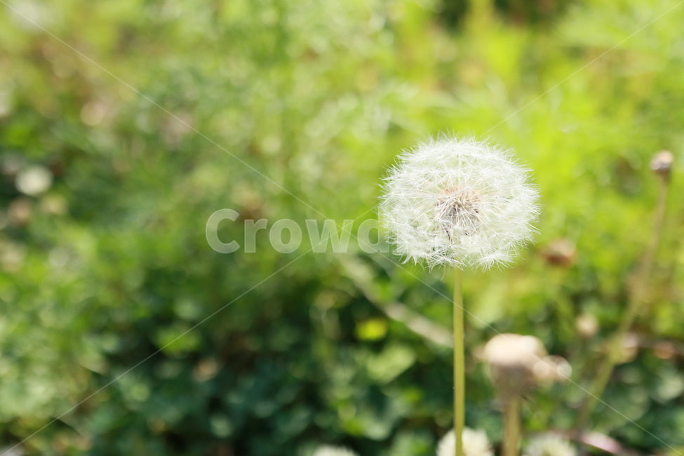 민들레,민들레씨,식물씨,봄꽃,잔디,식물,자연,plants,nature