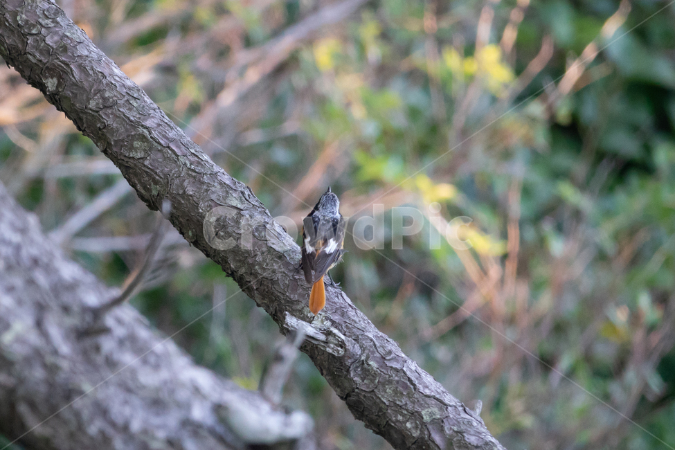 bird,조류,탐조,텃새,철새,새,동물,animal,조류,새,birds