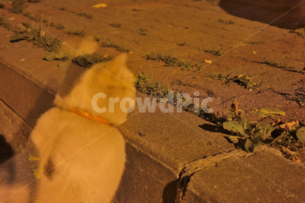 고양이,동물,스냅,야옹이,cat,동물,animal,포유류,mammal,고양이,cat,kitten,kitty