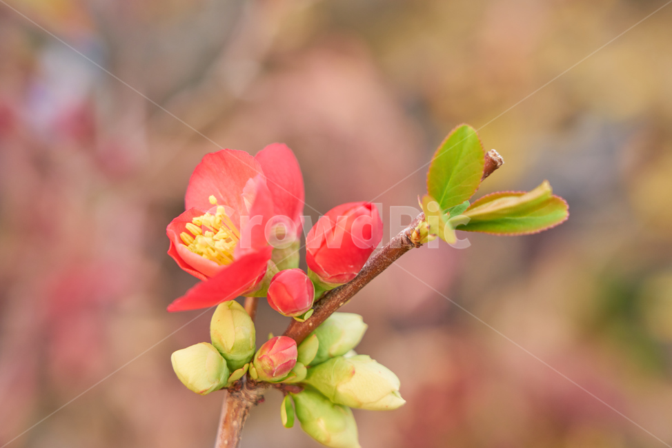 비닐하우스,봄,꽃,flower,flowers,blossom,beautiful,정원,화원,아름다운,식물,자연,plants,nature,꽃,flower