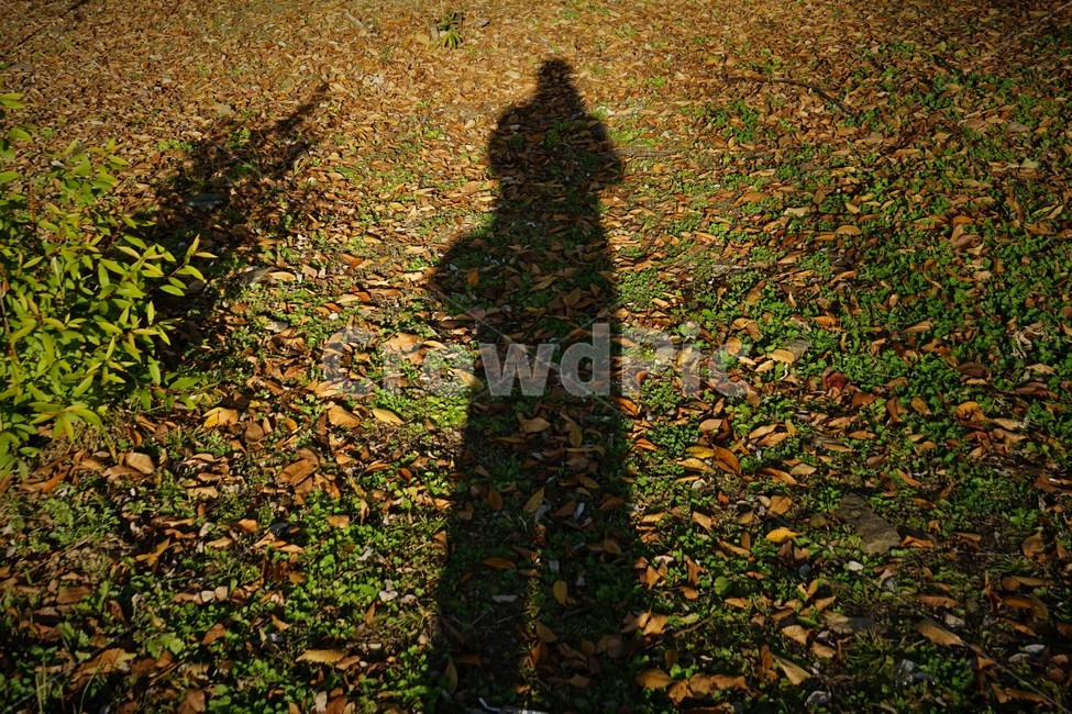 가을,늦가을,자연,autumn,landscape,plant,그림자,사람,shadow,사진작가,사진가,저녁,사람,인물,인간,human,person,인물실루엣,사람실루엣,character silhouette,human silhouette,ground,바닥