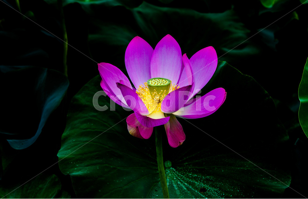 연꽃,문양,무늬,연잎,패턴,식물,자연,plants,nature,꽃,flower