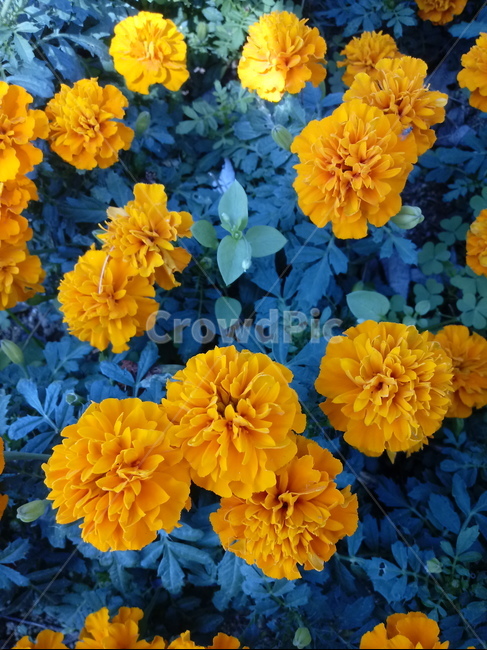 금잔화,금송화,金松花,옥동동화,성주화,당금잔,식물,꽃,plant,flower,potmarigold,관상용,한해살이풀,식물,자연,plants,nature,꽃,flower