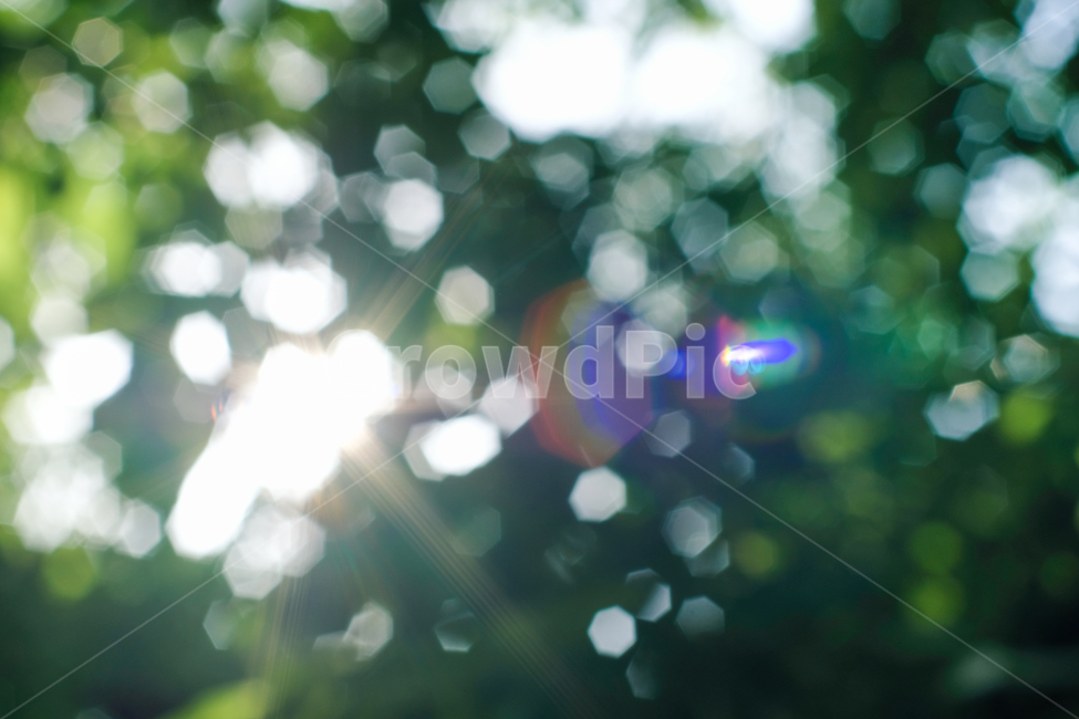 봄,감성사진,꽃사진,flower,꽃잎,자연,축제,식물,nature,보케,빛,감성,sensible,feeling