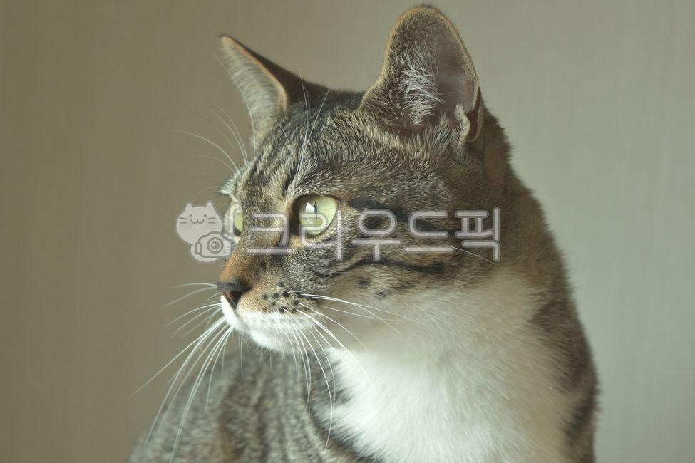 kitty,Pets,Korean Shorthair,kitten,cats,cat,nose short,animal,pet