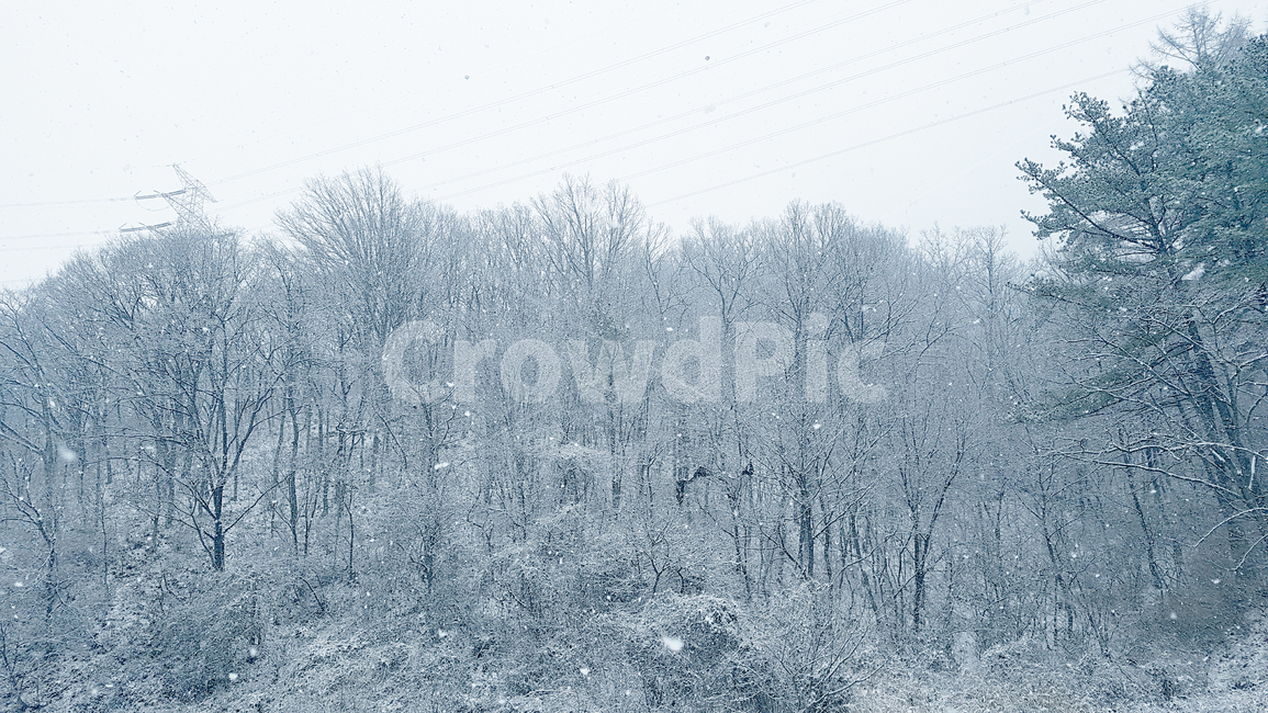 겨울,눈,나무,산,자연,풍경,설경,숲,식물,계절,winter,mountain,trees,snow,nature,nopeople,사람없음,겨울,계절,winter,season,자연,풍경,nature,landscape,outdoors,옥외,plant,tree