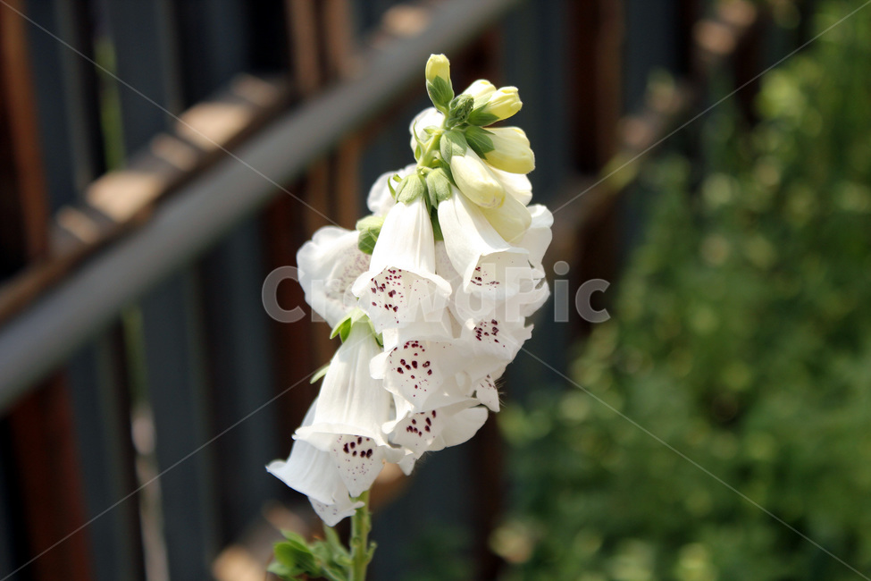 봄,꽃,흰꽃,자연,여름,식물,자연,plants,nature,꽃,flower