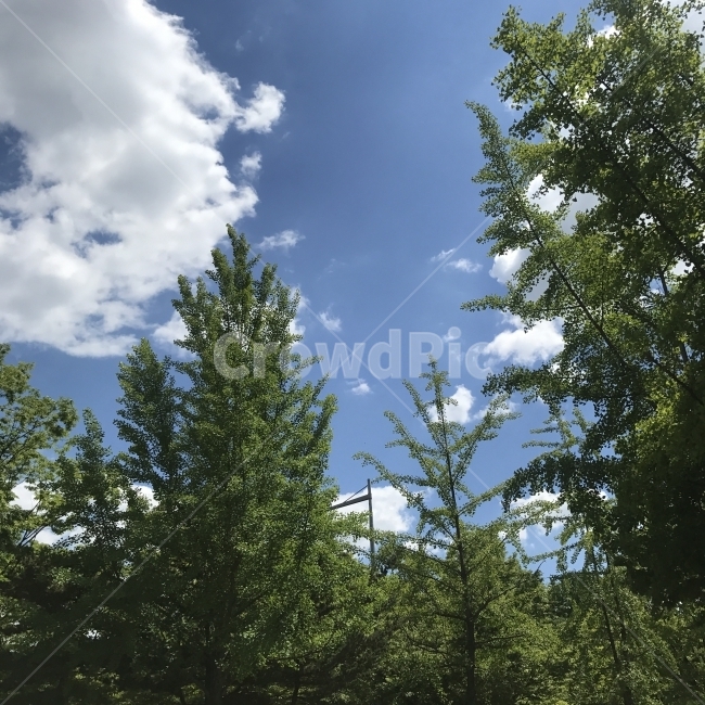 나무,하늘,여름풍경,여름,풍경,푸른풍경,자연,풍경,nature,landscape,식물,plants,나무,trees,wood,plant,tree