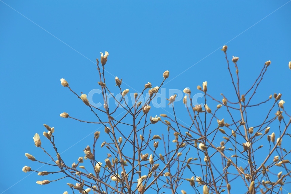 목련,꽃,봄,flower,plant,나무,식물,하늘