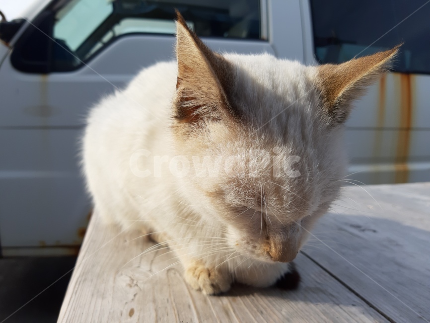 sunlight,bread,sunshine,cat,drowsiness,animal,nap,Baking bread