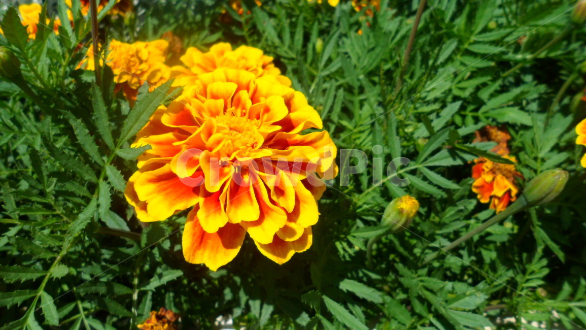 꽃,노랑,봄,가을,풀,자연,식물,자연,plants,nature,꽃,flower