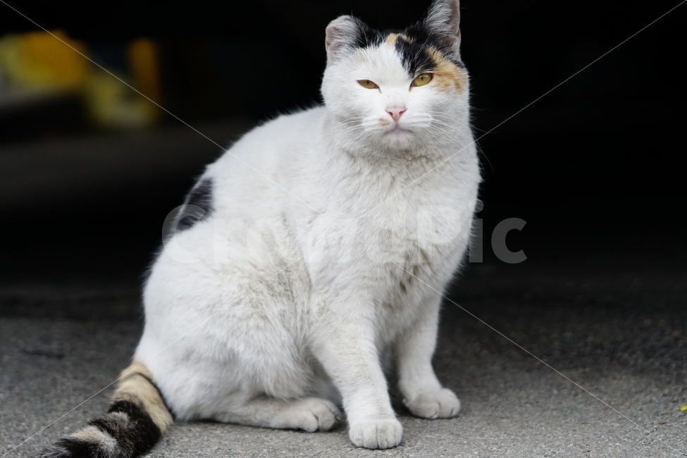 고양이,길고양이,들고양이,삼색고양이,삼색털고양이,냐옹,냐옹이,동물,애완동물,반려동물,애완묘,반려묘,cat,pet,animal,암컷,수컷,흰둥이,흰털,발톱,아스팔트,야옹이,포유류,흰색,스냅,snap,인상,찡그리다,동물,animal,고양이,cat,kitten,kitty,포유류,mammal
