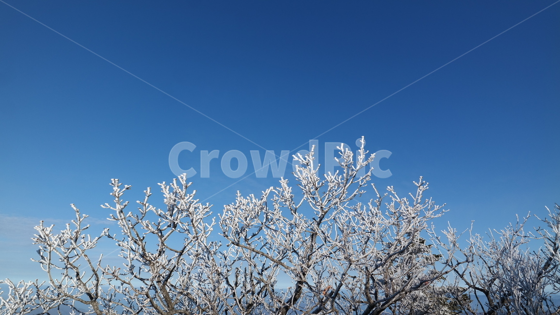 눈꽃,겨울산,나뭇가지,눈,snow,snowonthebranches,branches,나무,하늘,겨울,자연,풍경,winter,sky,nature,landscape,겨울,계절,winter,season,자연,풍경,nature,landscape,한국자연풍경,한국자연경관,korea nature landscape,식물,plants,나무,trees,wood,ice,빙,outdoors,옥외,frost,서리