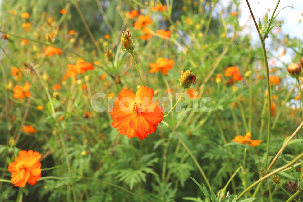 꽃,금계국,금계국꽃,국화,식물,국화과,야생화,식물,자연,plants,nature,꽃,flower