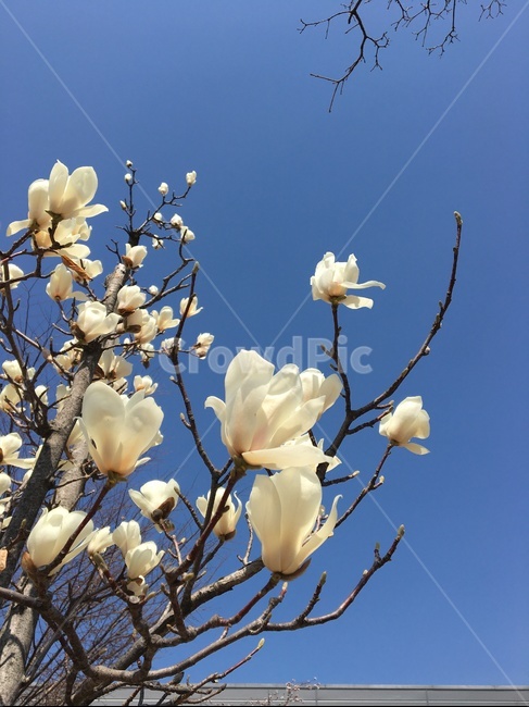 목련,꽃,감성,봄,magnolia,fliwer,spring