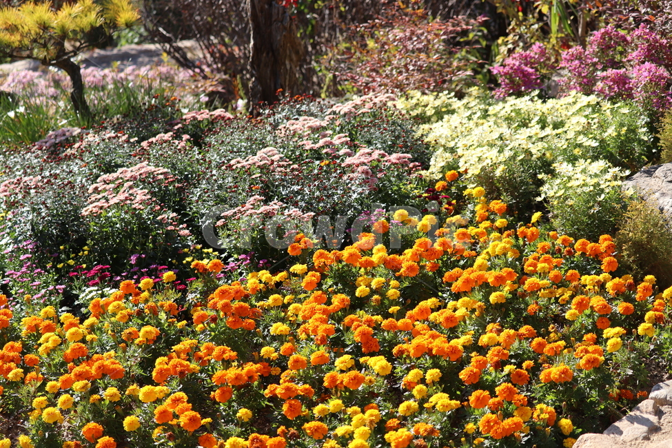 가을,꽃,화원,정원,꽃밭,식물,자연,plants,nature,꽃,flower