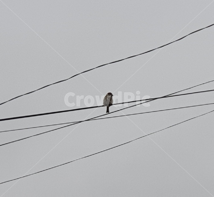 bird,새,animal,동물,참새