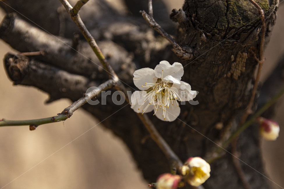 매화,매화꽃,백매화,plumblossom,whiteplumblossom,봄꽃,식물,plant,봄,계절,spring,season