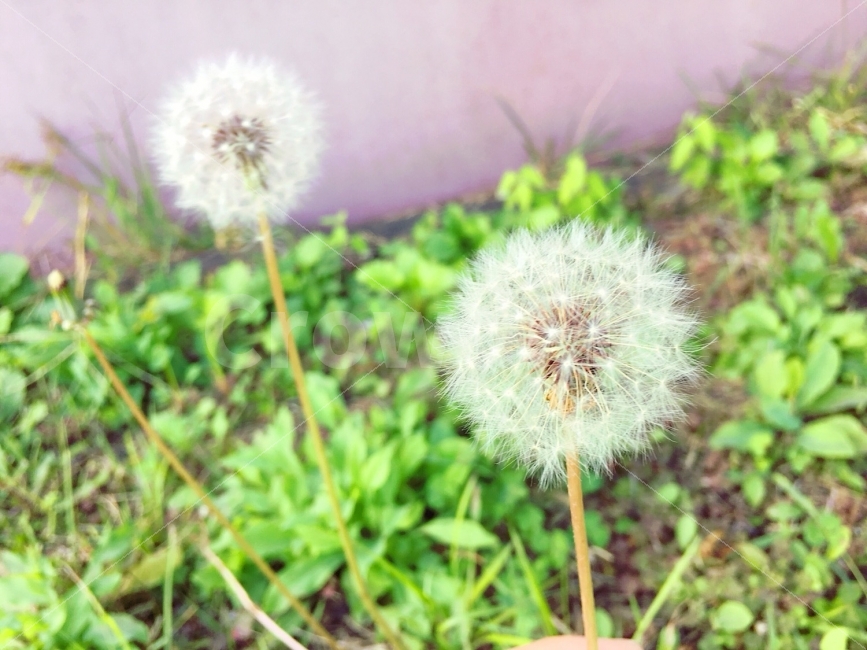 민들레,산책,자연,감성사진,사진,사진가,가을,한국,photo,photography,natural,flower,식물,꽃,photographer,korea,iphone,아이폰,가을,계절,fall,autumn,season,식물,자연,plants,nature,plant,blossom