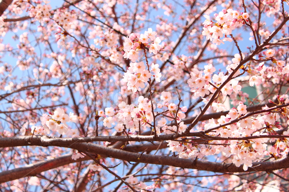 벚꽃,벚나무,꽃,봄,blossom,식물,자연,plants,spring,flower