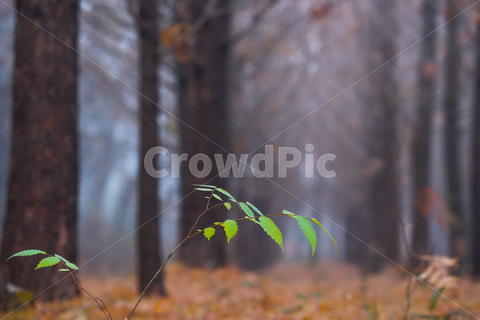 나무,숲,조성,임목,메타세콰이어,수못,가을,계절,자연,목재,식물,낙엽,가을,계절,fall,autumn,season,식물,자연,plants,nature,tree,plant,ground,바닥