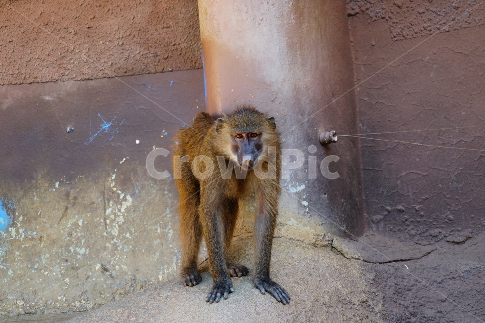 원숭이,아누비스개코원숭이,동물,animal,포유류,olivebaboon,anubisbaboon,monkey,동물,animal,포유류,mammal