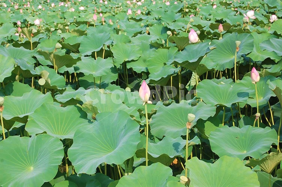 연꽃,꽃,자연,공원,식물,식물,자연,plants,nature,꽃,flower