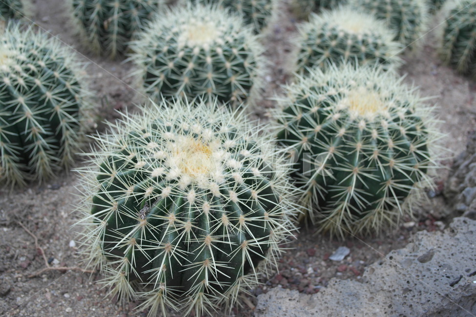 선인장,plant,식물,cactus,가시,식물,자연,plants,nature