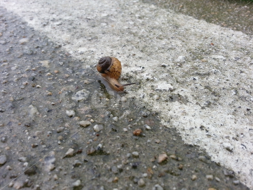 곤충,벌레,달팽이,insect,nature,자연,동물,animal,생명,축축한땅,젖은땅,비온후,비온뒤,아스팔트,도로,기어가다,엉금엉금,느릿느릿,천천히,slow,슬로우,느림보,느림뱅이,느린,이동,움직임,move,접사,클로즈업,macro,closeup,snap,스냅,마크로,동물,animal