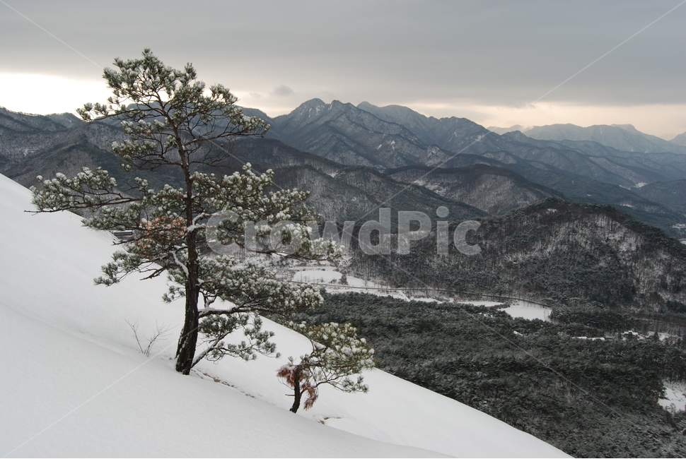 할미봉,겨울,눈,휴양림,자연,겨울,계절,winter,season,자연,풍경,nature,landscape,한국자연풍경,한국자연경관,korea nature landscape,식물,plants,나무,trees,wood,plant,tree,abies,아비,fir,전나무,outdoors,옥외
