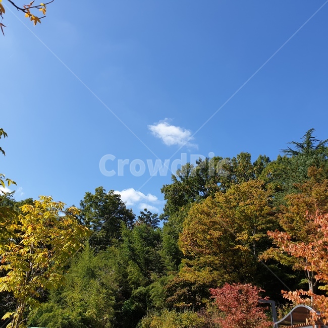 나무,plant,식물,tree,가을,가을,계절,fall,autumn,season