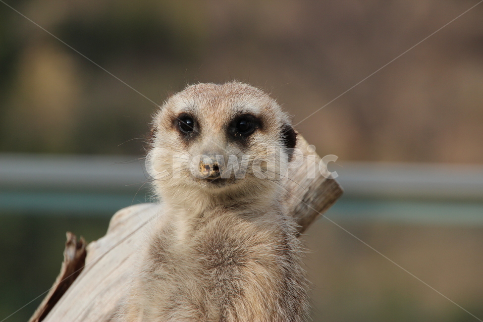 미어캣,동물,animal,설치류,동물원,동물,animal,포유류,mammal