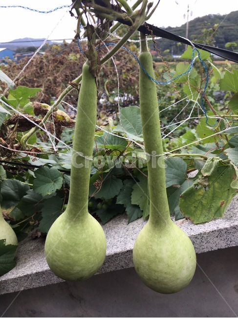 조롱박,초록박,귀여운박,조롱박친구,초록초록,식물,자연,plants,nature,과일,열매,fruit