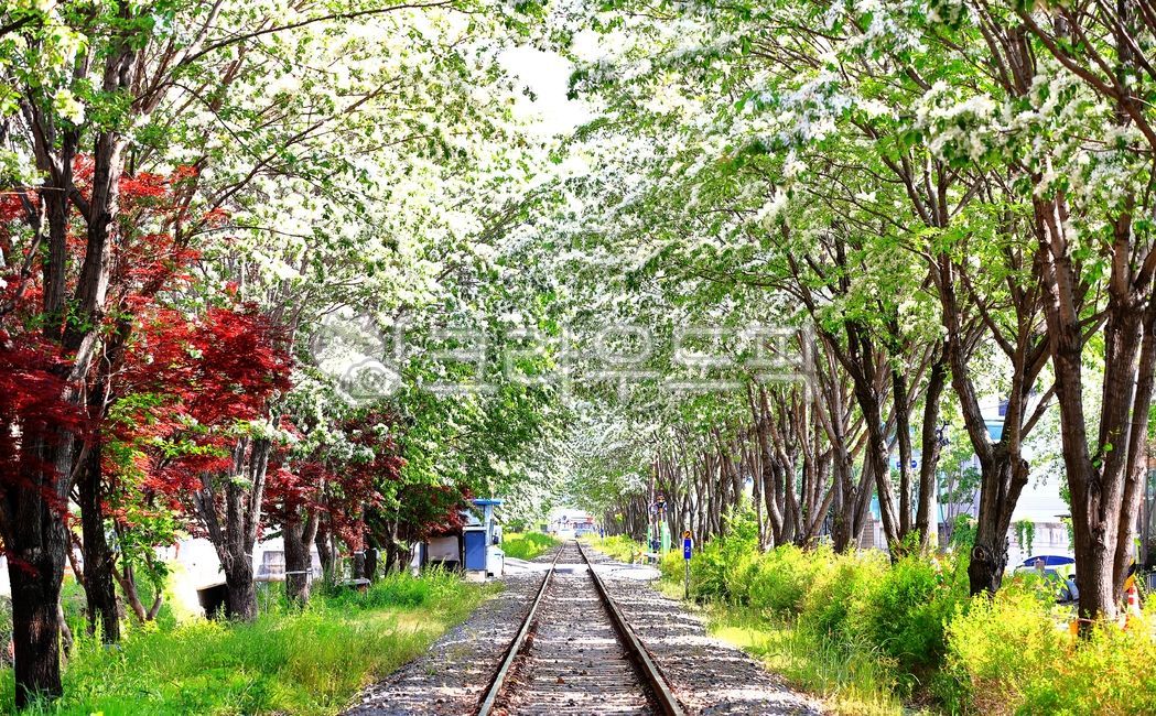 spring,pop tree,railroad,Ipop tree flower,Palbokdong,flower,train