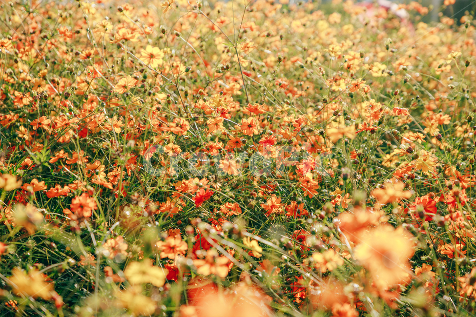 코스모스,꽃,자연,식물,가을,아름다운,commoncosmos,가을,계절,fall,autumn,season,식물,자연,plants,nature,꽃,flower