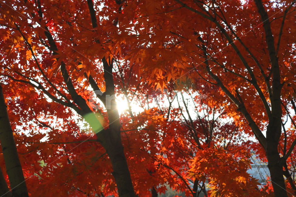 나무,단풍,단풍나무,식물,가을,자연,가을,계절,fall,autumn,season,식물,자연,plants,nature,나무,trees,wood,leaf,잎,plant,tree,maple