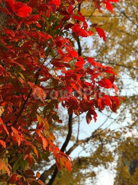 가을,레드,빨강,정열,단풍,red,color,fall,빨강생,정렬적인,불타는,강한아미지,가을풍경,풍경사진,photo,이미지,배경이미지,가을,계절,fall,autumn,season,식물,자연,plants,nature,plant,leaf,잎,tree,나무,maple