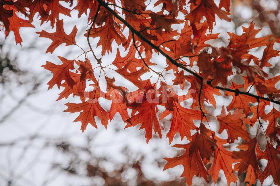 가을,단풍,나뭇잎,나무,붉은,빨간,잎,잎사귀,가을,계절,fall,autumn,season,plant,식물,leaf,tree
