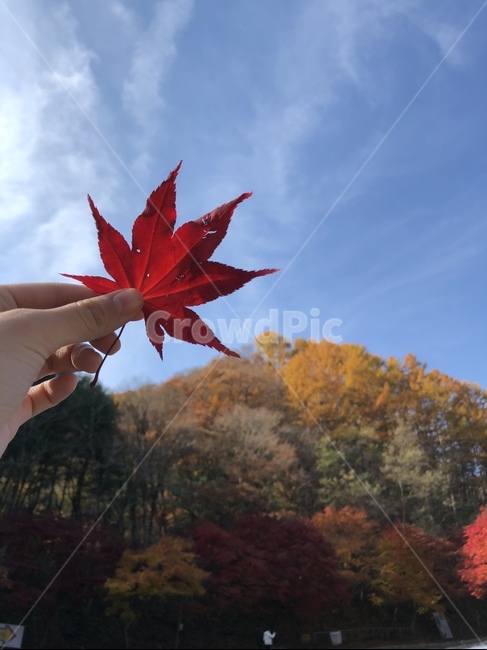 단풍,손,단풍나무,숲속,가을하늘