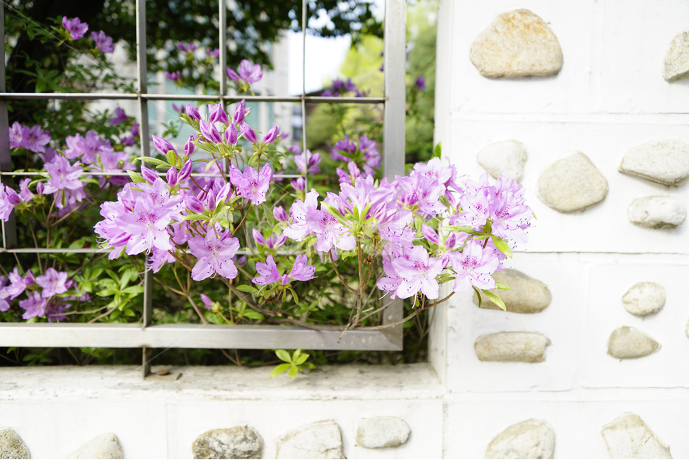 꽃,풍경,봄,철쭉,자연,flower,landscape,spring,nature,azalea,식물,자연,plants,nature,꽃,flower