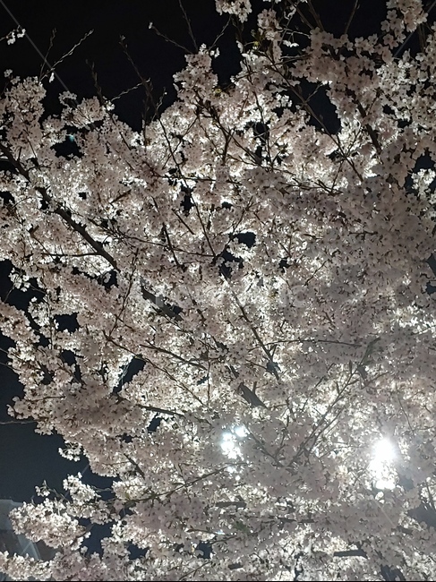 꽃,벚꽃,밤,봄,분홍