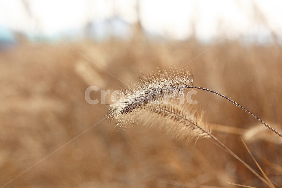 강아지풀,강아지풀꽃,꽃,잡초,가을,풀,공원,야외,가을,계절,fall,autumn,season,식물,자연,plants,nature