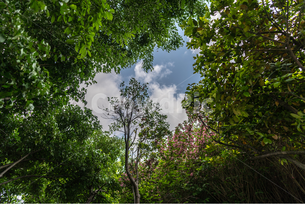나무,그늘,하늘,구름,tree,sky,cloud,자연,풍경,nature,landscape,plant,식물,tree trunk,나무 줄기