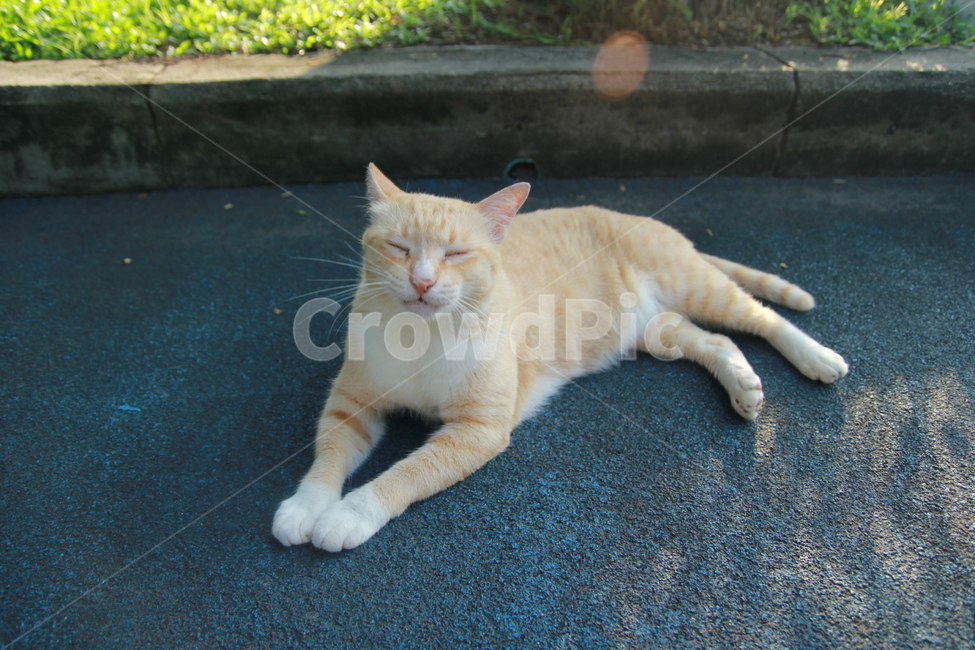 고양이,길고양이,동물,포유류,cat,동물,animal,포유류,mammal,고양이,cat,kitten,kitty