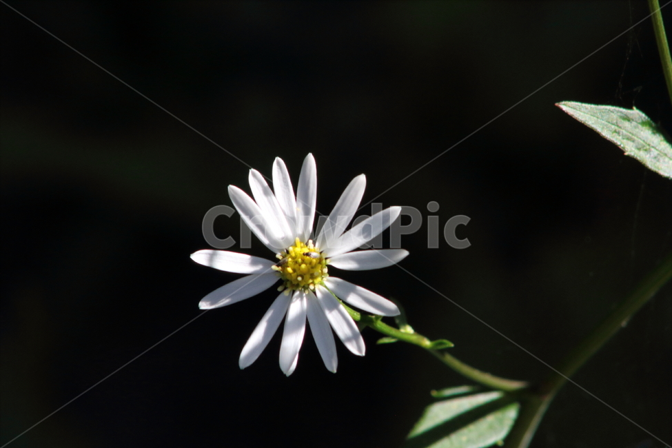 참취,꽃,야생화,식물,aster,식물,자연,plants,nature,꽃,flower