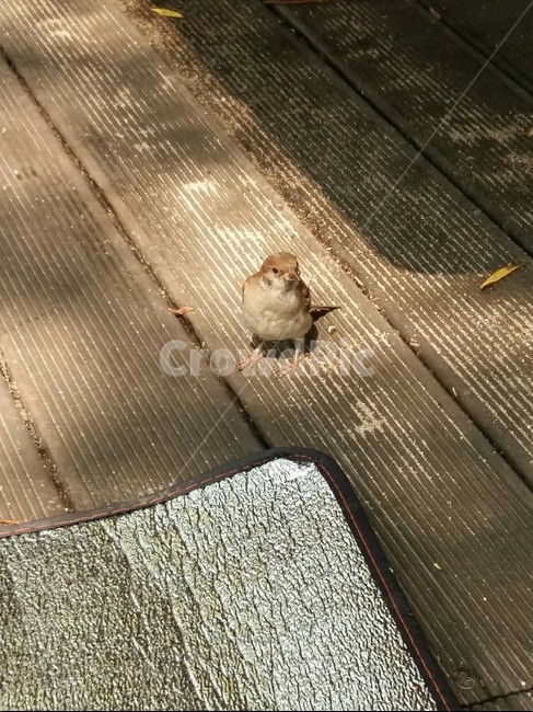 다갈색,방앗간,텃새,sparrow,제비,동물,animal,조류,새,birds