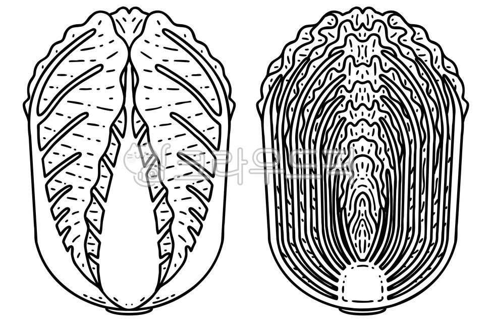 배추,김장,김치,일러스트,한국,대한민국,삽화,한국음식,채소,야채,식품,음식,농업,농작물,조리,준비,만화,카툰,전면,단면,절반,디자인,디자인요소,농장,신선한,컷아웃,라인아트,자연,식물,아웃라인,윤곽선,생,세트,줄기,벡터,채식주의,비건