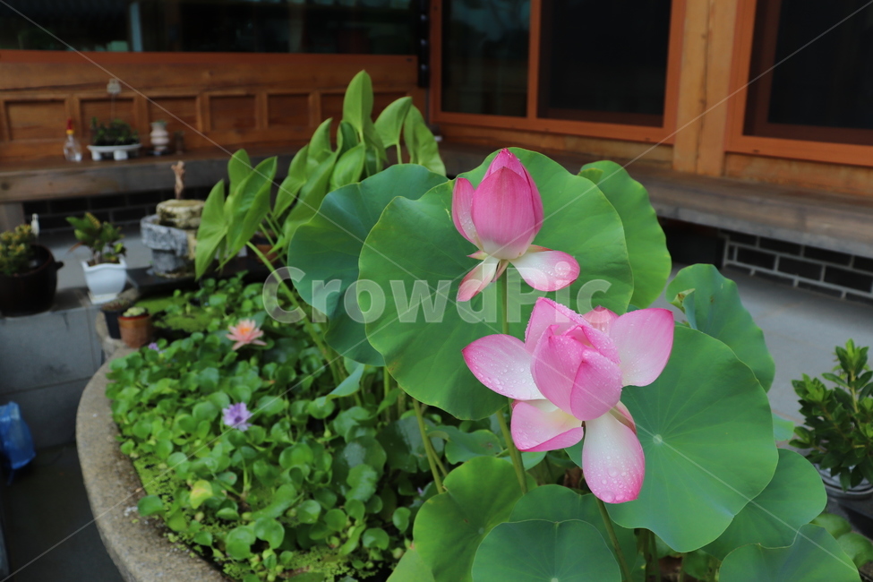 꽃,연꽃,봄,석가모니,식물,수련,분홍꽃,연잎,개구리밥,연못,인공연못,spring,nature,landscape,color,plants,식물,자연,plants,nature,꽃,flower
