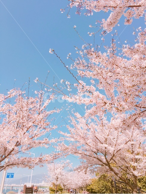 벚꽃,벚꽃놀이,하늘,벚꽃하늘,벚꽃거리